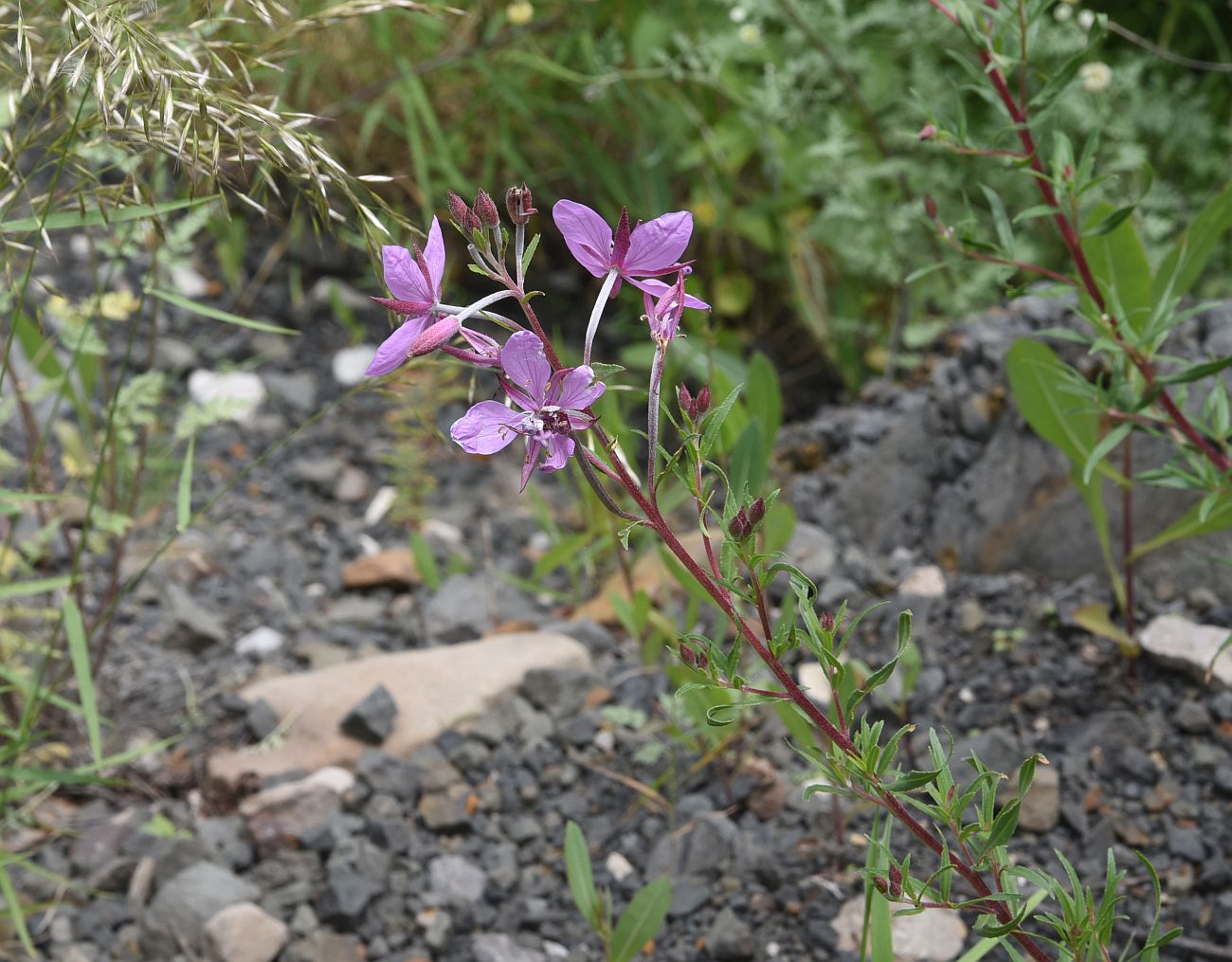 Image of Chamaenerion colchicum specimen.