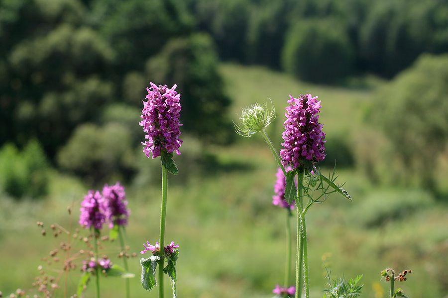 Изображение особи Betonica officinalis.