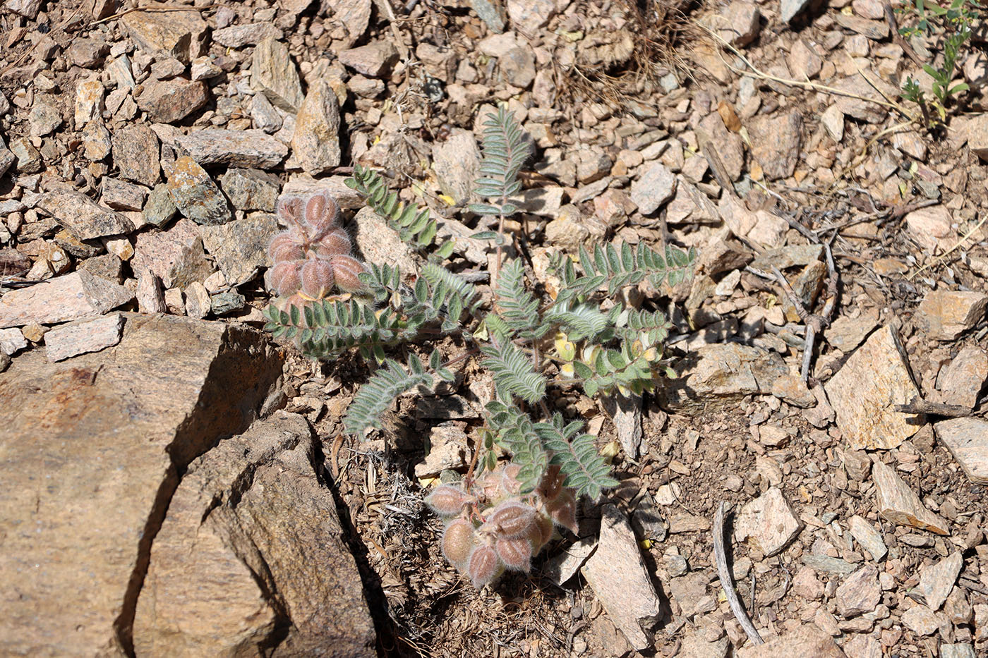 Изображение особи Oxytropis leptophysa.