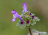 Lamium amplexicaule