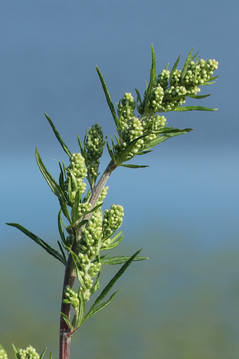 Изображение особи Artemisia vulgaris.
