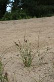 Carex arenaria