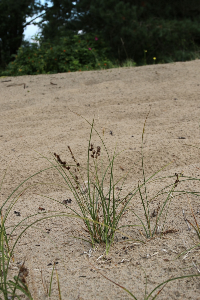 Image of Carex arenaria specimen.