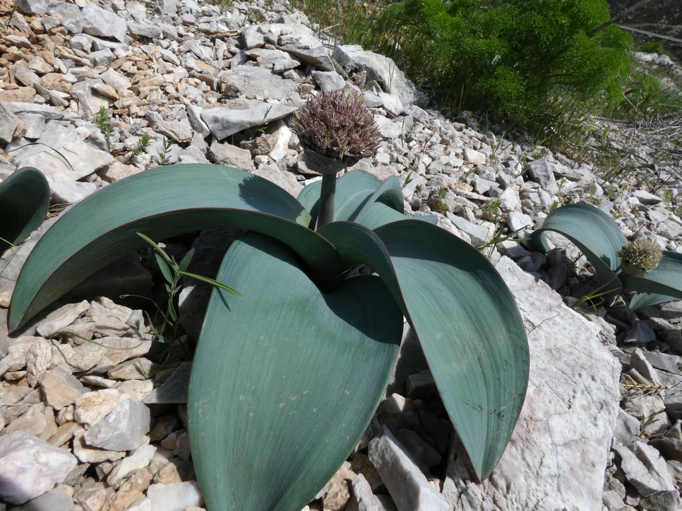 Изображение особи Allium karataviense.