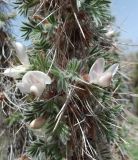 Caragana jubata