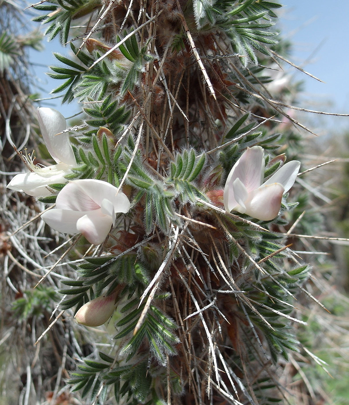 Image of Caragana jubata specimen.