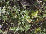 Vicia disperma