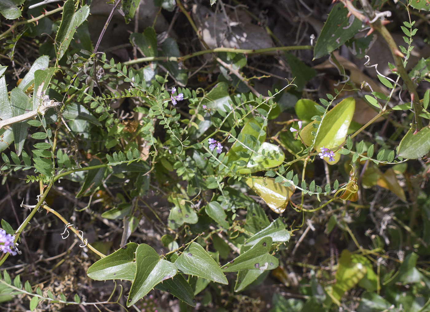 Image of Vicia disperma specimen.