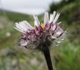 Erigeron borealis. Соцветие. Коми, Интинский р-н, Приполярный Урал, Нац.парк \"Югыд Ва\", бассейн р. Пелингичей, долина руч. Южный, каменистый склон. 17.07.2010.