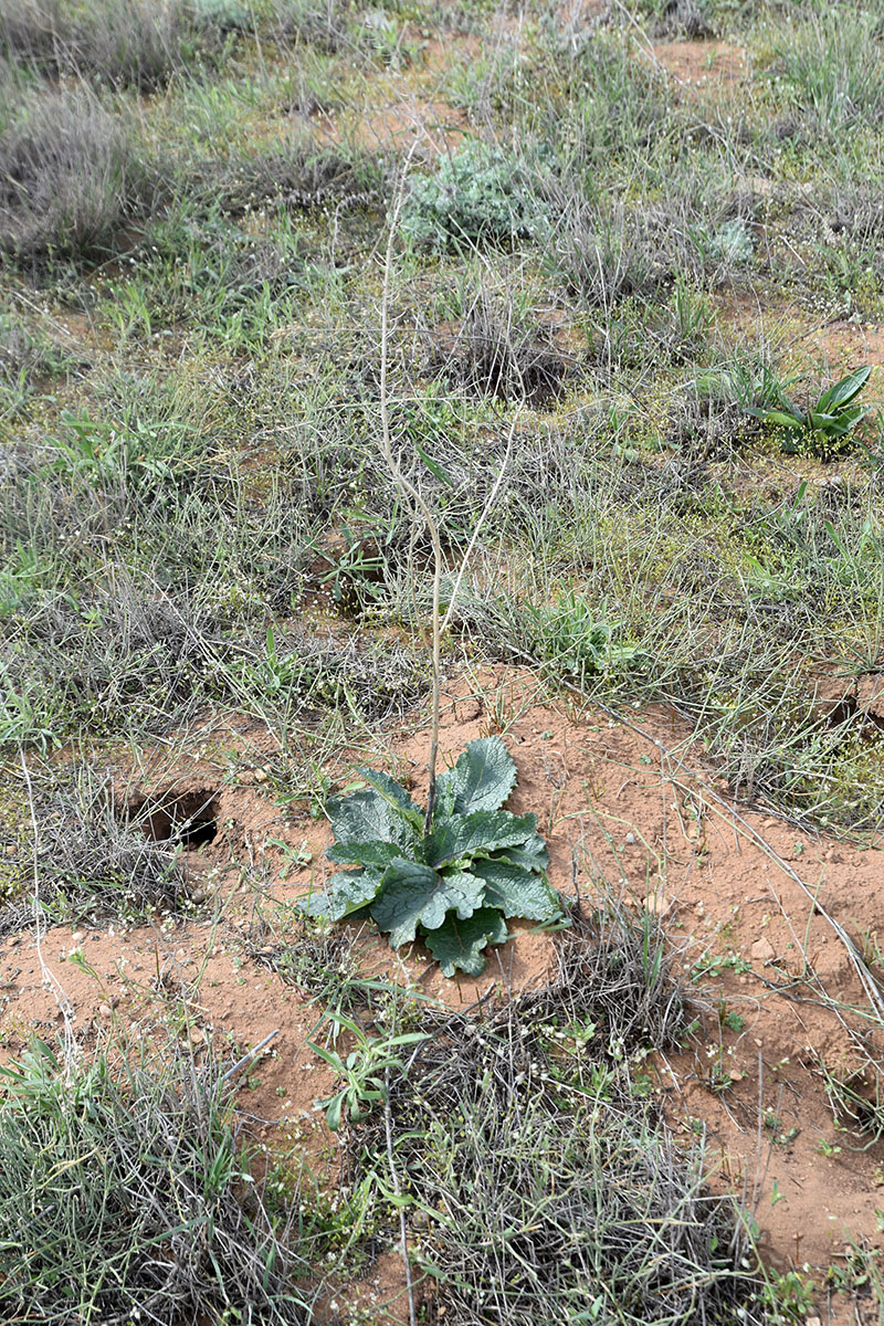 Изображение особи Verbascum phoeniceum.