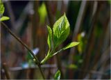 Hydrangea paniculata