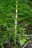 Equisetum telmateia