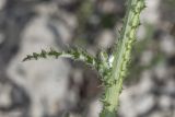 Смотреть изображение Carduus uncinatus подвид davisii