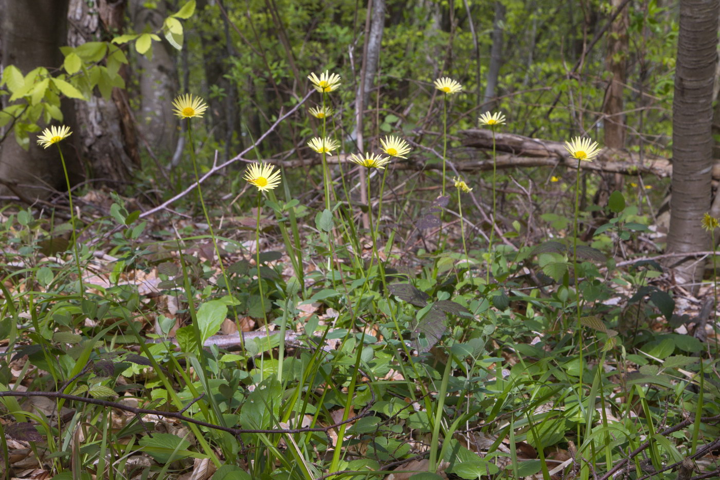 Image of Doronicum orientale specimen.