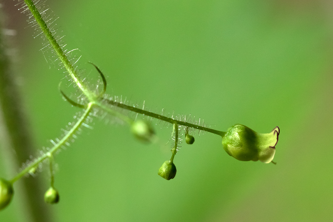 Изображение особи Scrophularia scopolii.