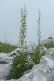Scrophularia orientalis