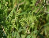View full-size image Cystopteris fragilis