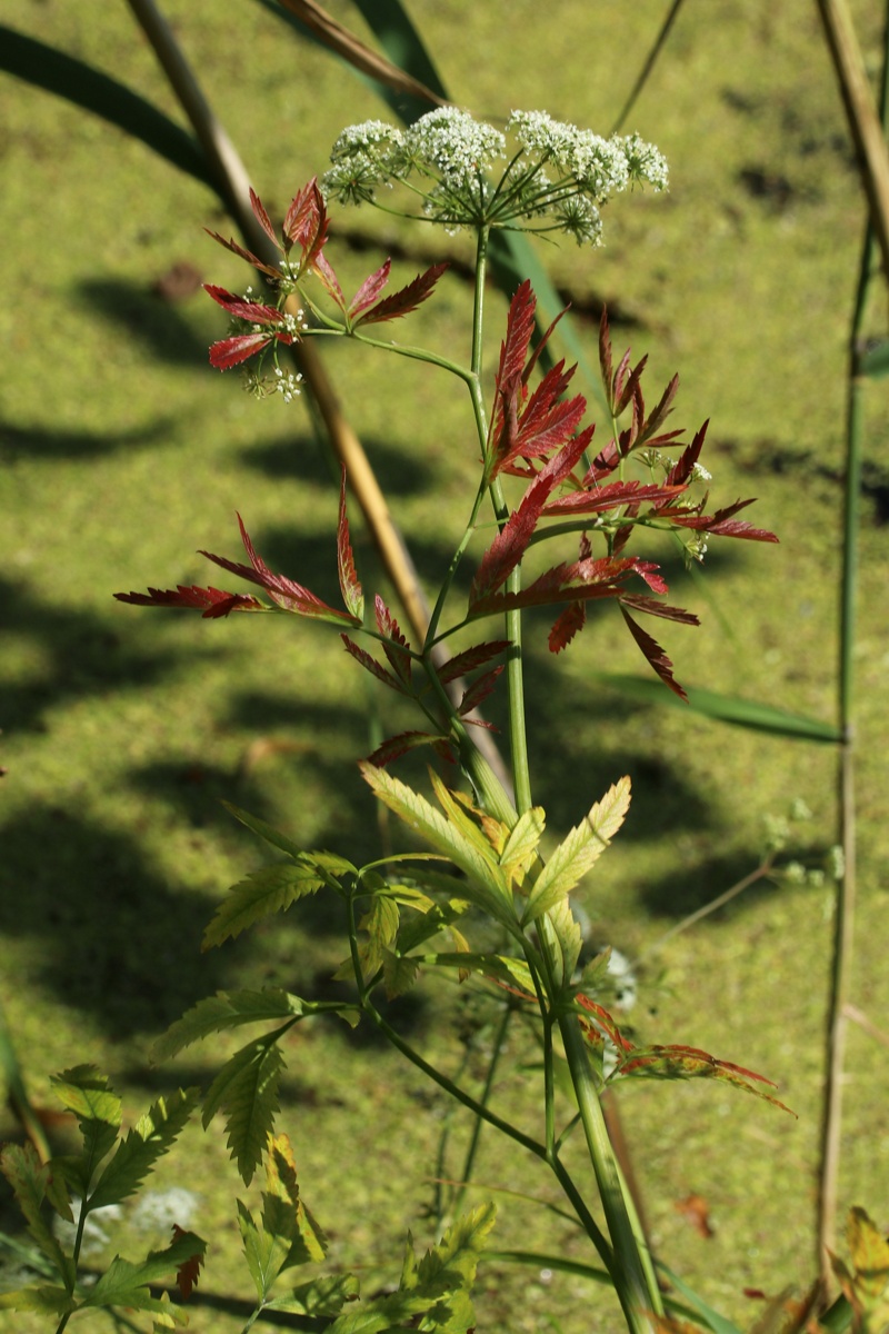 Image of Cicuta virosa specimen.