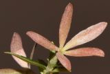 Abelia × grandiflora. Чашечка. Узбекистан, г. Ташкент, Мирзо-Улугбекский р-н, в городском озеленении, в культуре. 20.01.2022.
