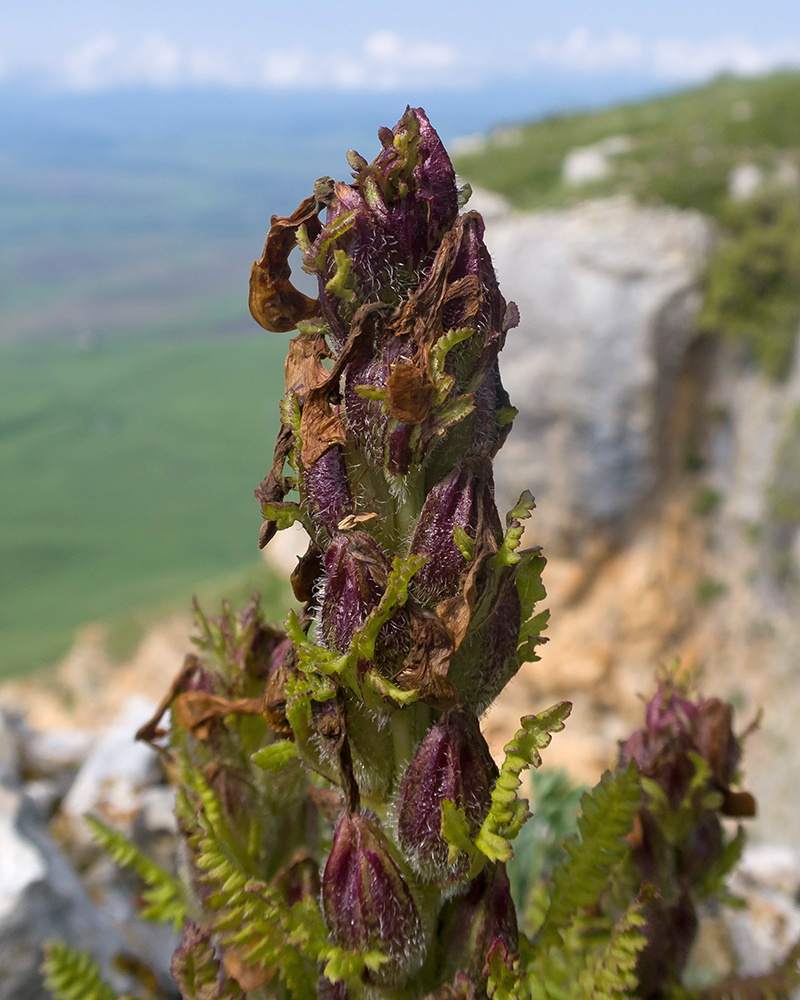 Изображение особи род Pedicularis.