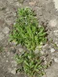 Capsella bursa-pastoris