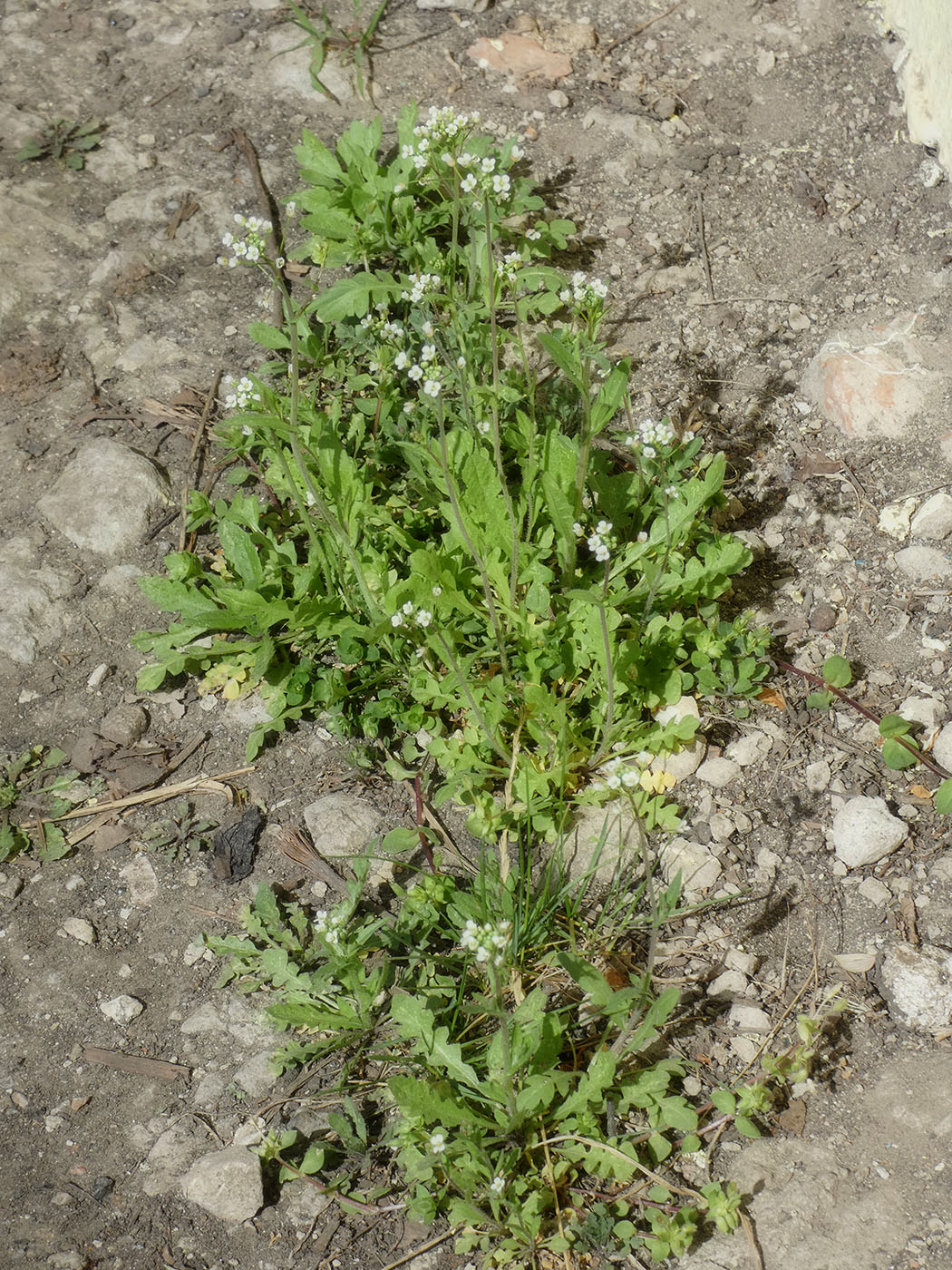 Image of Capsella bursa-pastoris specimen.