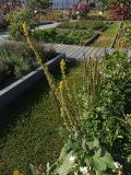Смотреть изображение род Verbascum