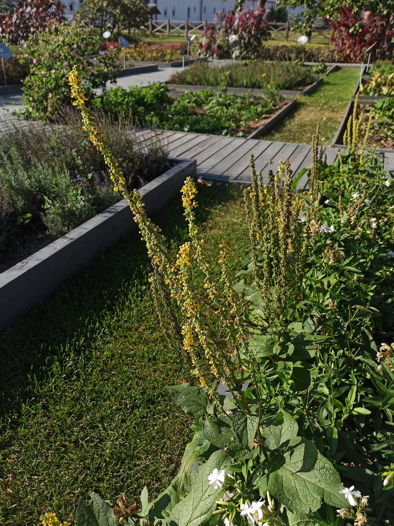 Изображение особи род Verbascum.