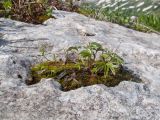 Alchemilla sericea. Побеги. Адыгея, Кавказский биосферный запов., хр. Каменное Море, ≈ 2050 м н.у.м., в расщелине скалы. 13.06.2016.