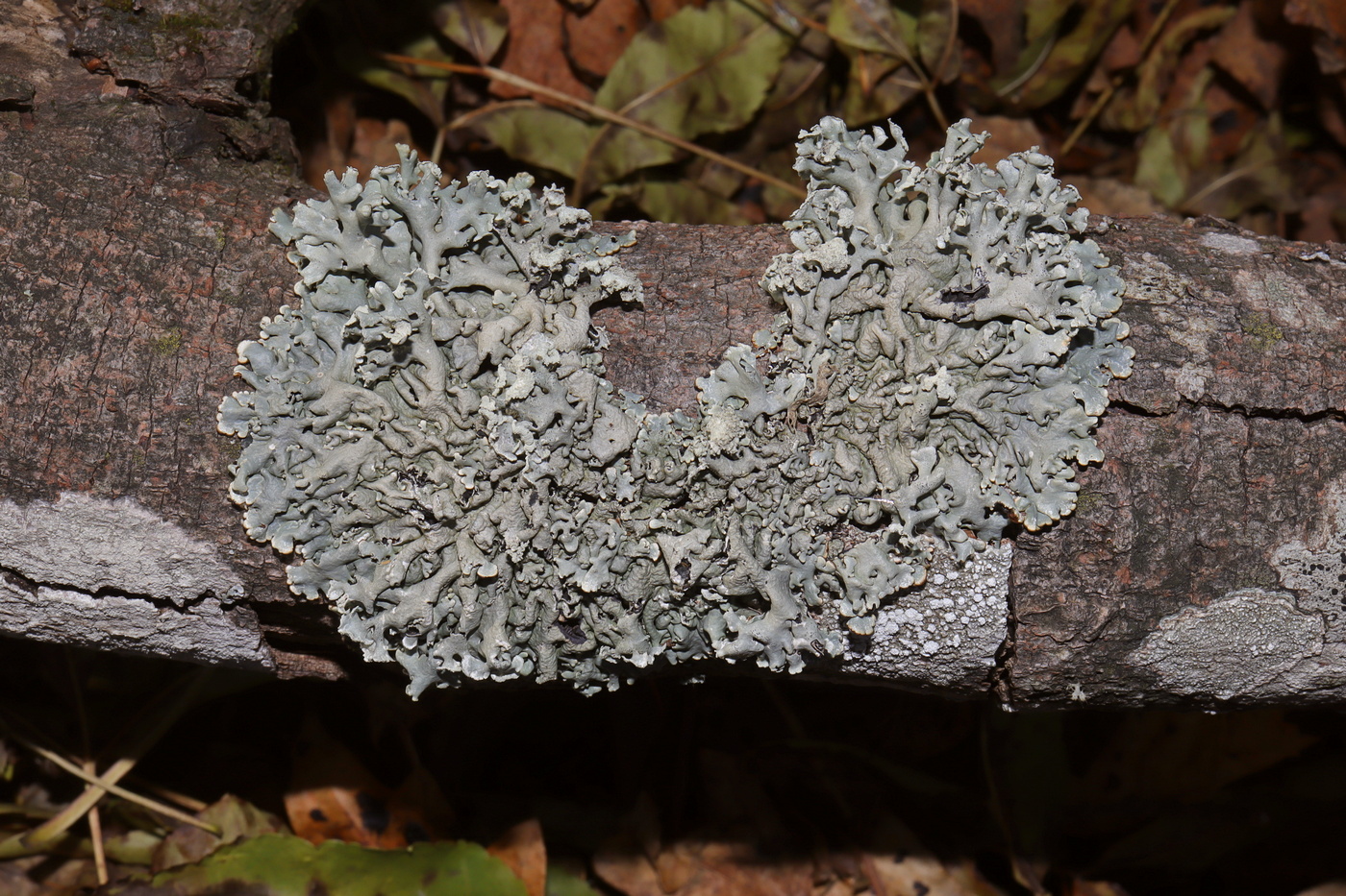 Изображение особи Hypogymnia physodes.