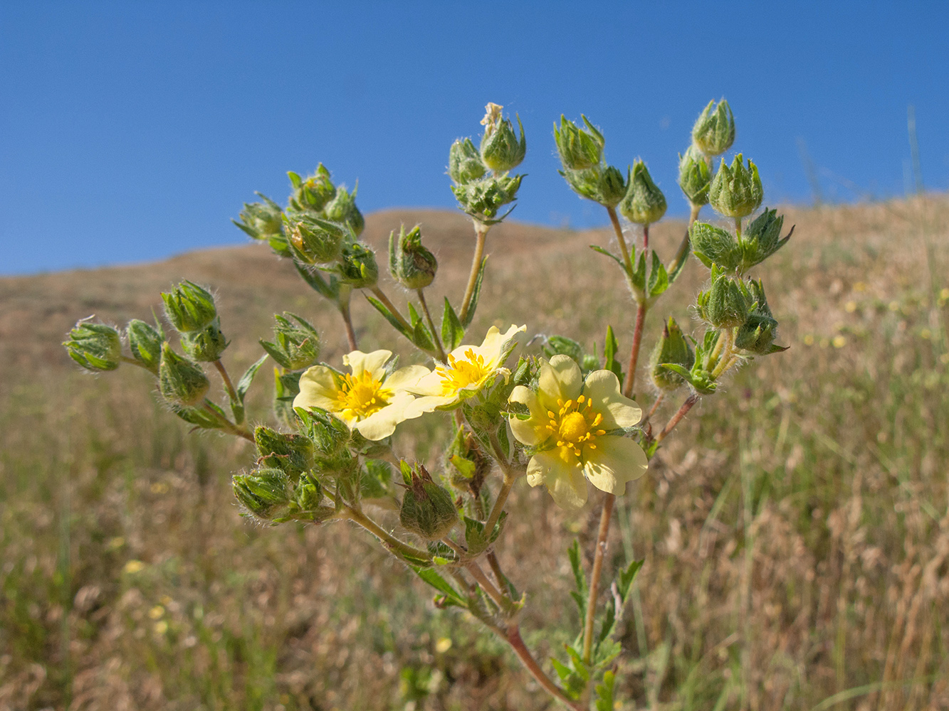 Image of Potentilla recta specimen.