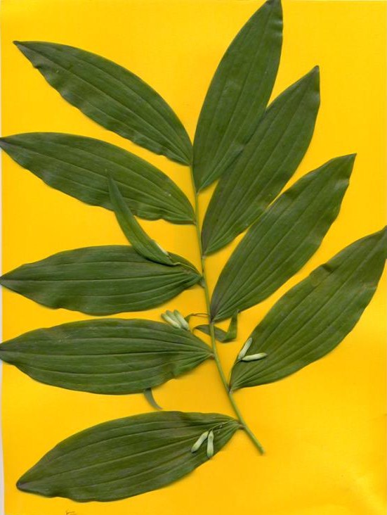 Image of Polygonatum multiflorum specimen.