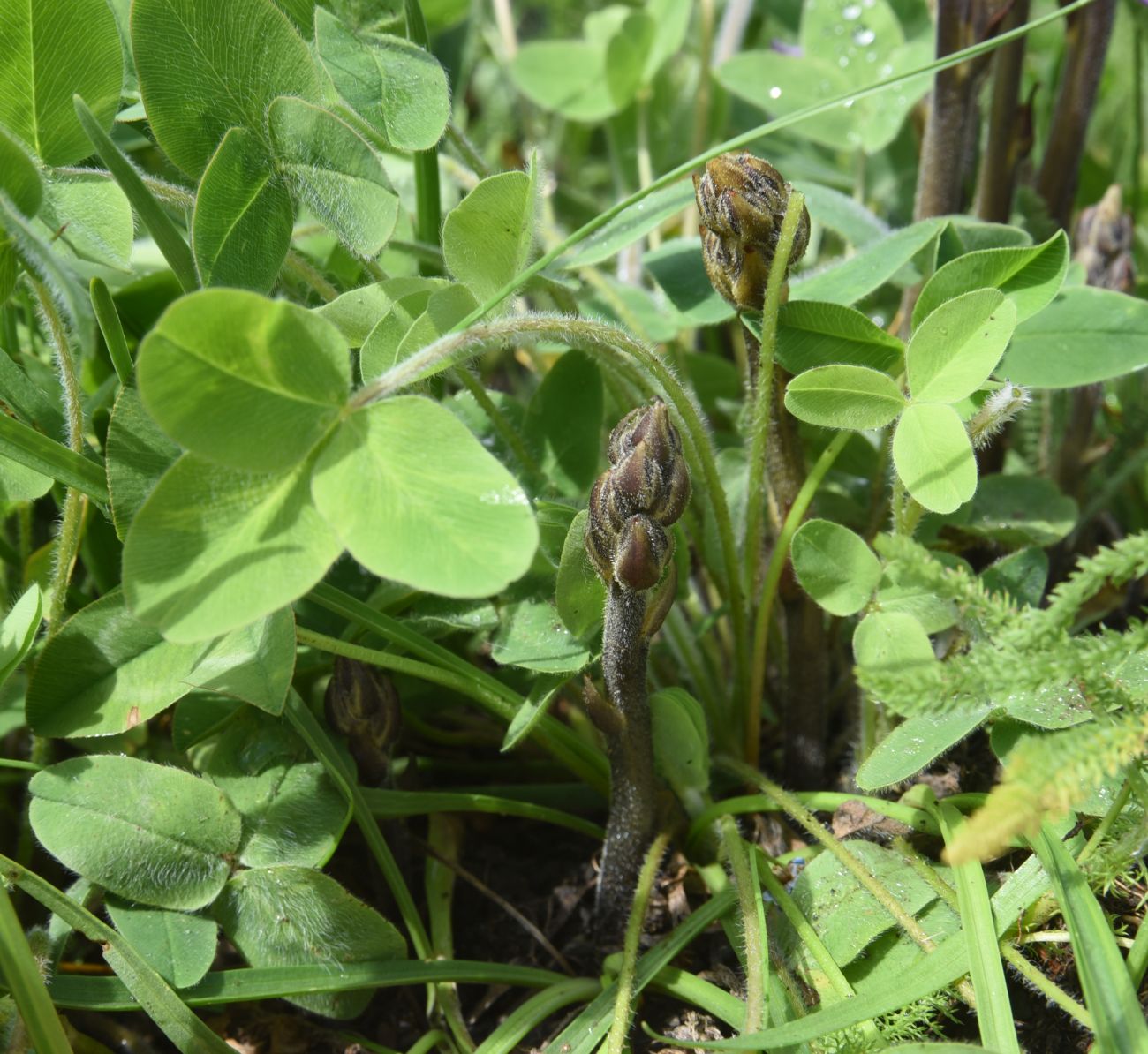 Изображение особи Phelipanche purpurea.