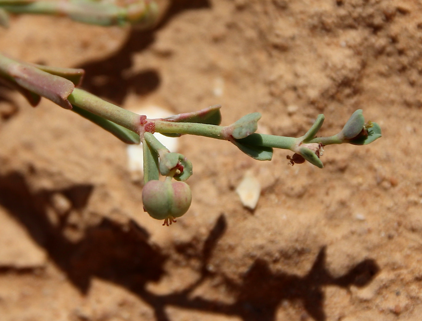 Изображение особи Euphorbia dracunculoides.