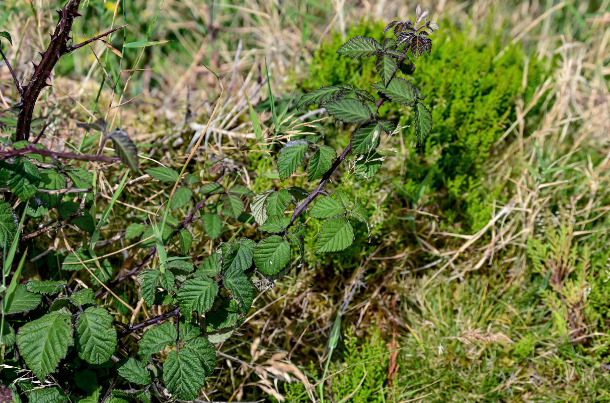 Image of Rubus ulmifolius specimen.