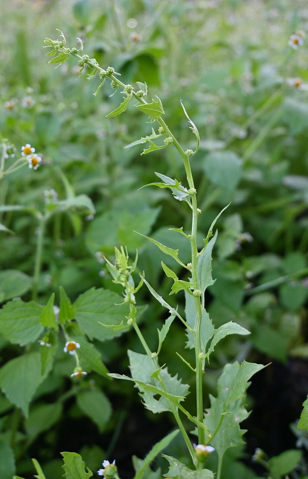 Image of genus Atriplex specimen.
