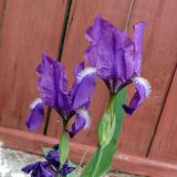 Iris germanica. Верхушки побегов с цветками и отцветшим цветком. Свердловская обл., окр. г. Североуральск, дачный участок. 02.07.2023.