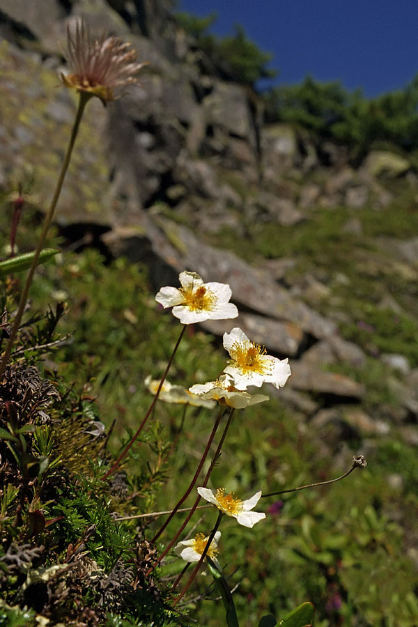Image of Sieversia pusilla specimen.