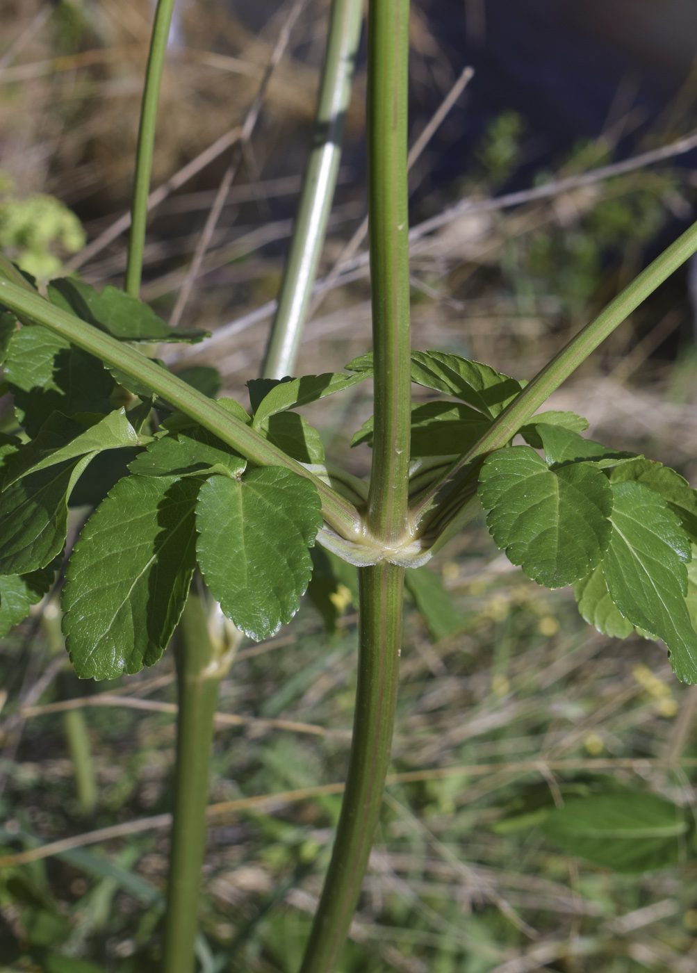 Изображение особи Smyrnium olusatrum.