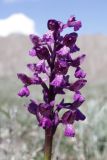 Anacamptis morio подвид caucasica. Соцветие. Крым, окр. г. Феодосия, Лисья бухта, остепнённая терраса. 13 апреля 2026 г.