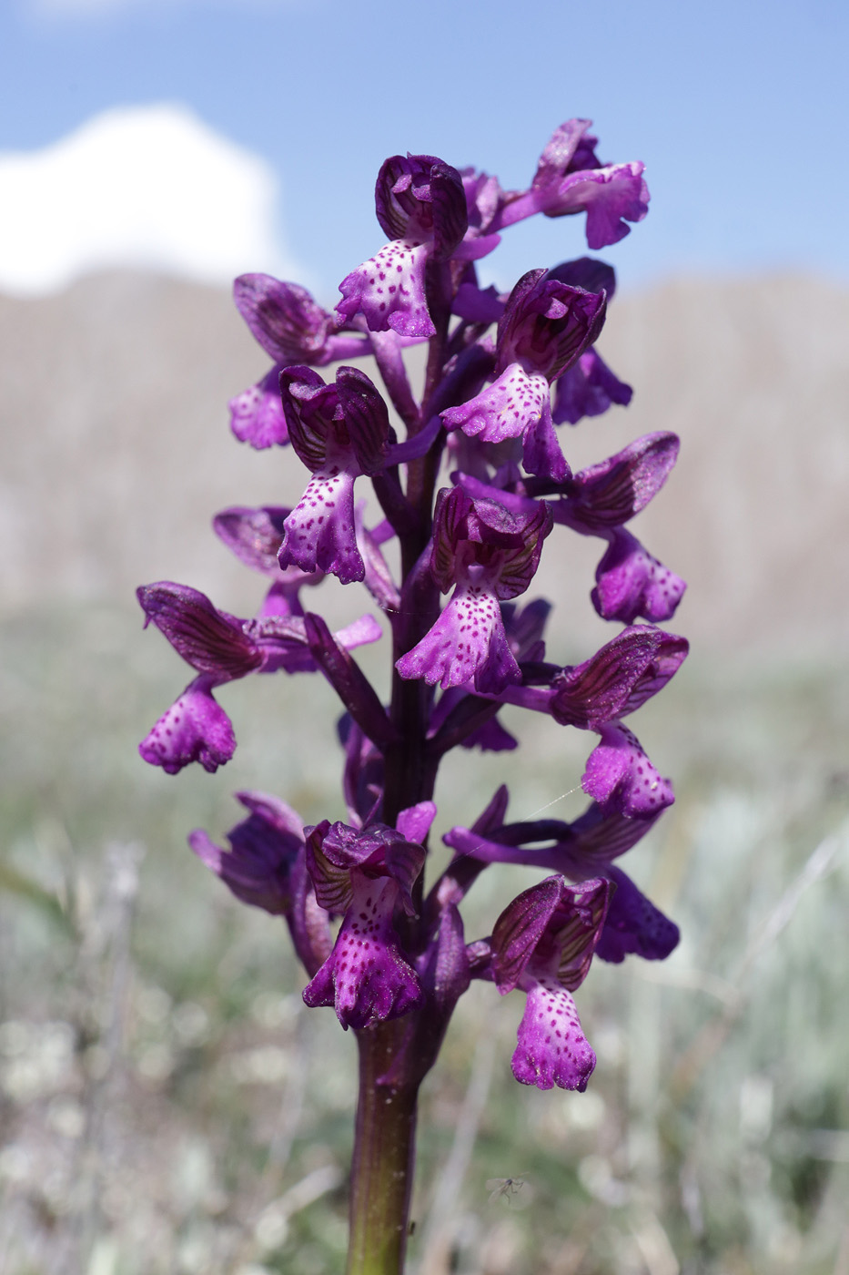 Image of Anacamptis morio ssp. caucasica specimen.