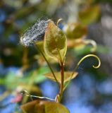 Smilax excelsa. Верхушка побега. Дагестан, Магарамкентский р-н, Самурский лес, широколиственный лес. 09.05.2025.