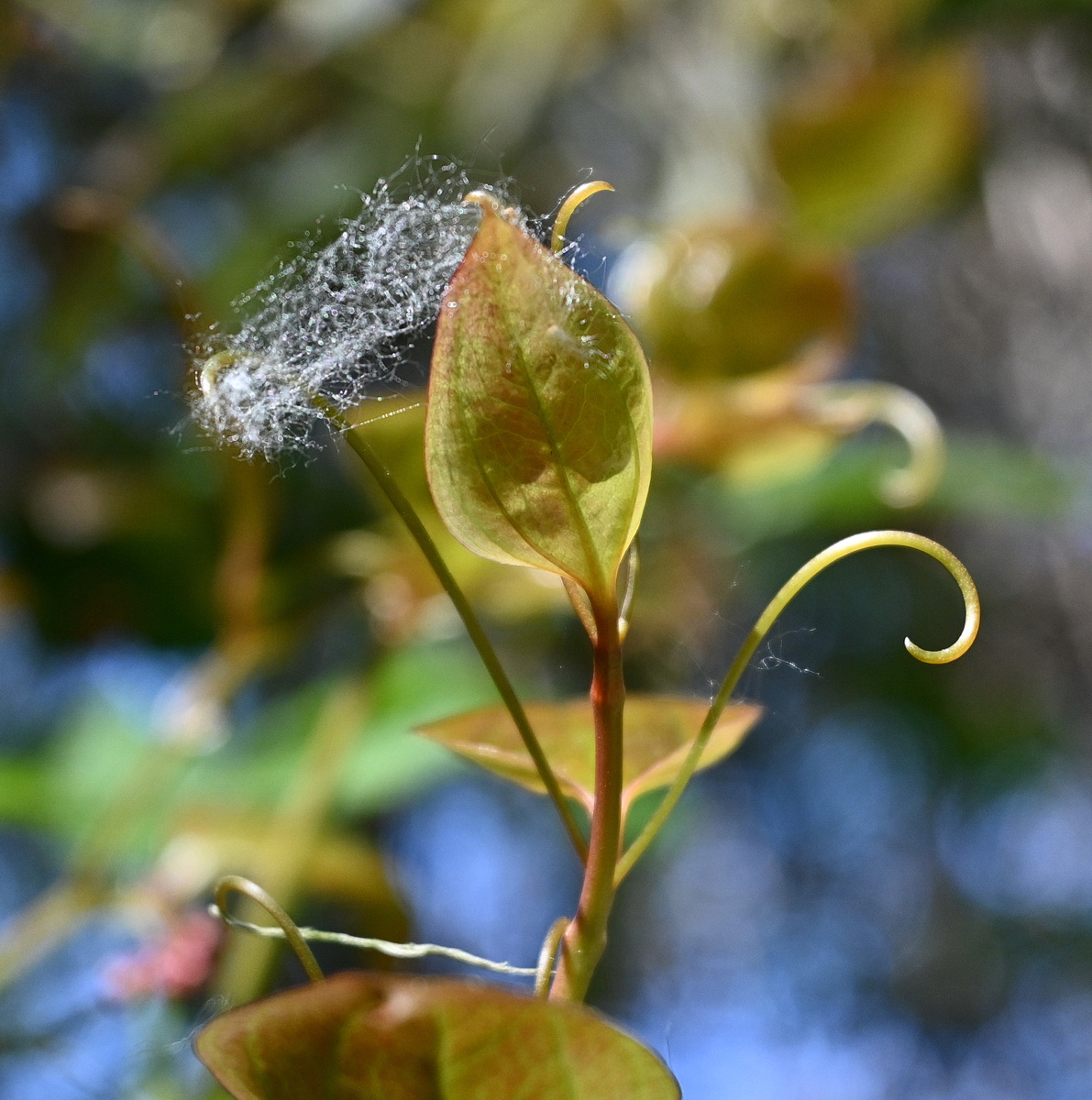 Изображение особи Smilax excelsa.