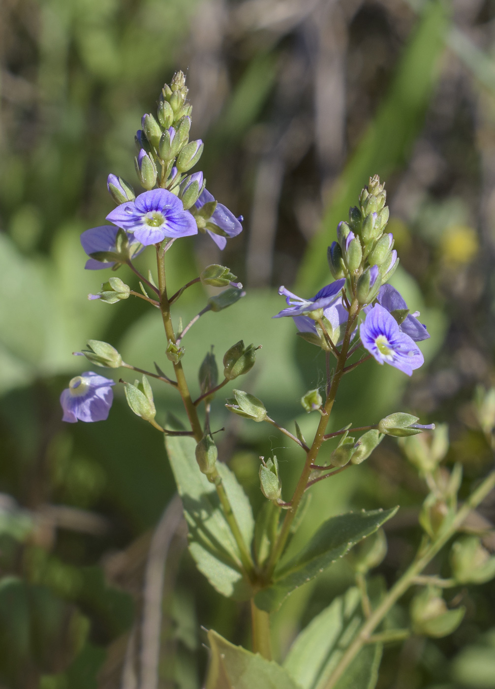 Изображение особи Veronica anagallis-aquatica.