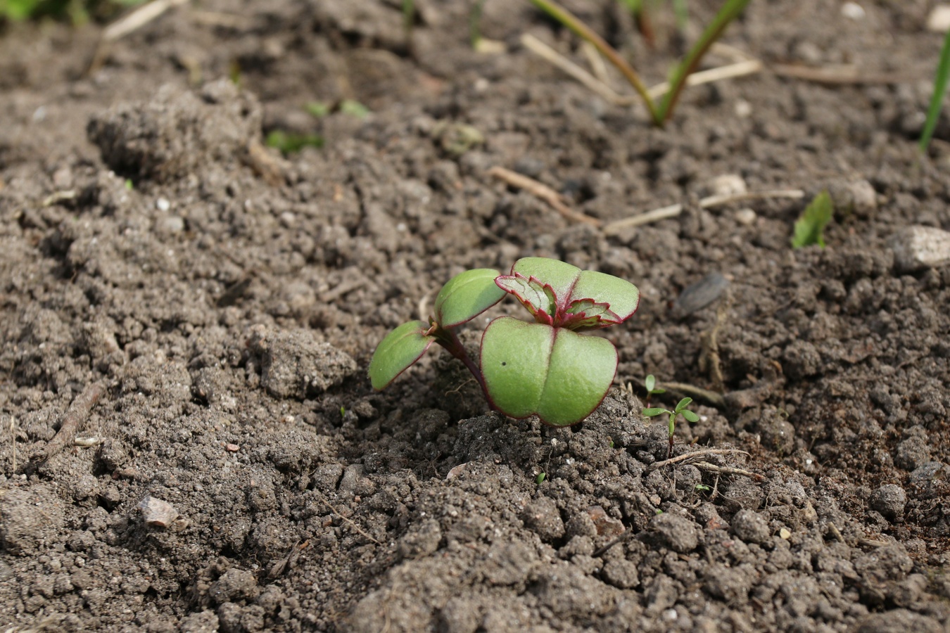 Image of Impatiens glandulifera specimen.