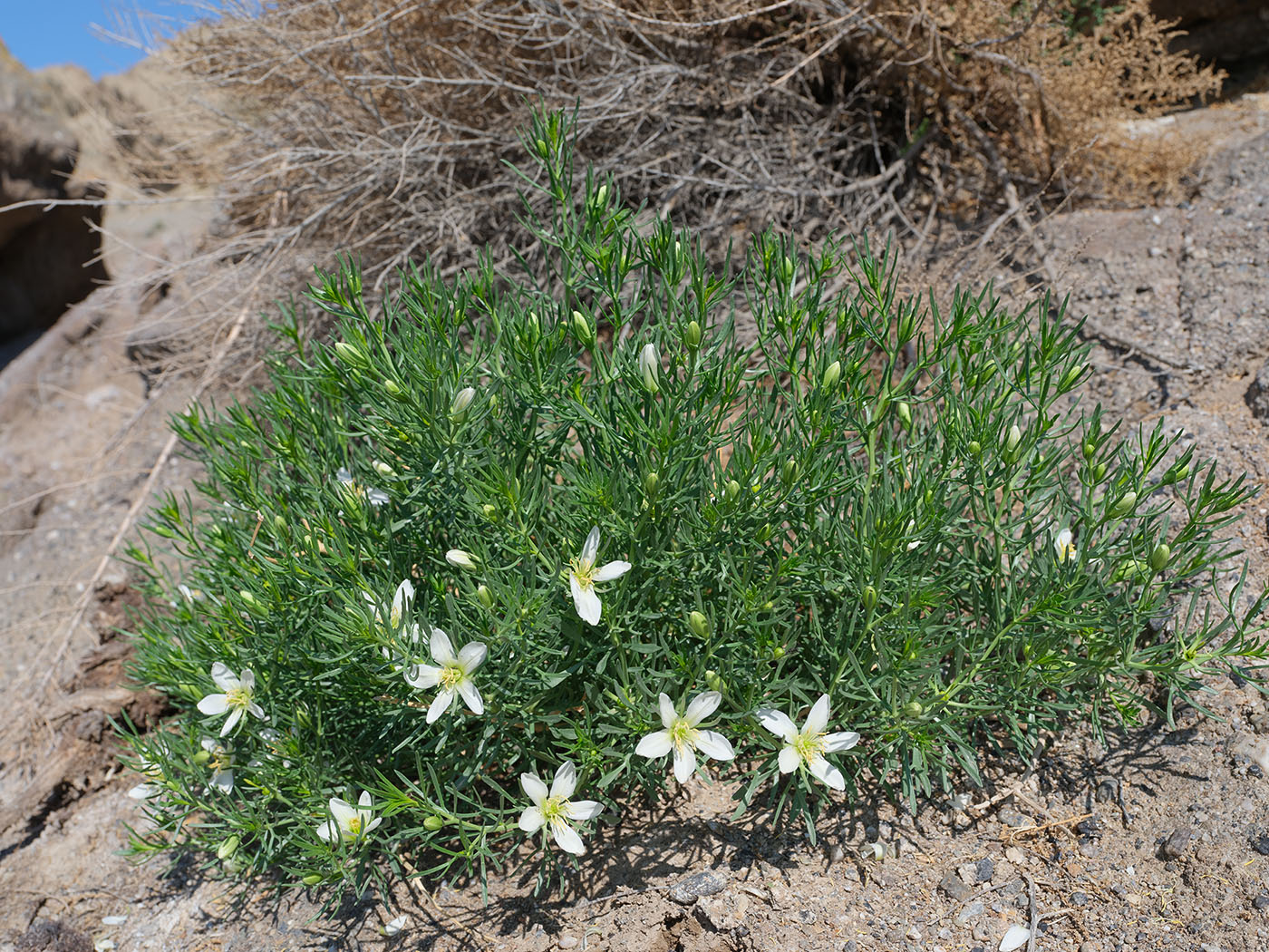 Image of Peganum harmala specimen.