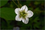 Saxifraga × arendsii. Цветок. Московская обл., Раменский р-н, окр. дер. Хрипань, садовый участок. 21.05.2026.