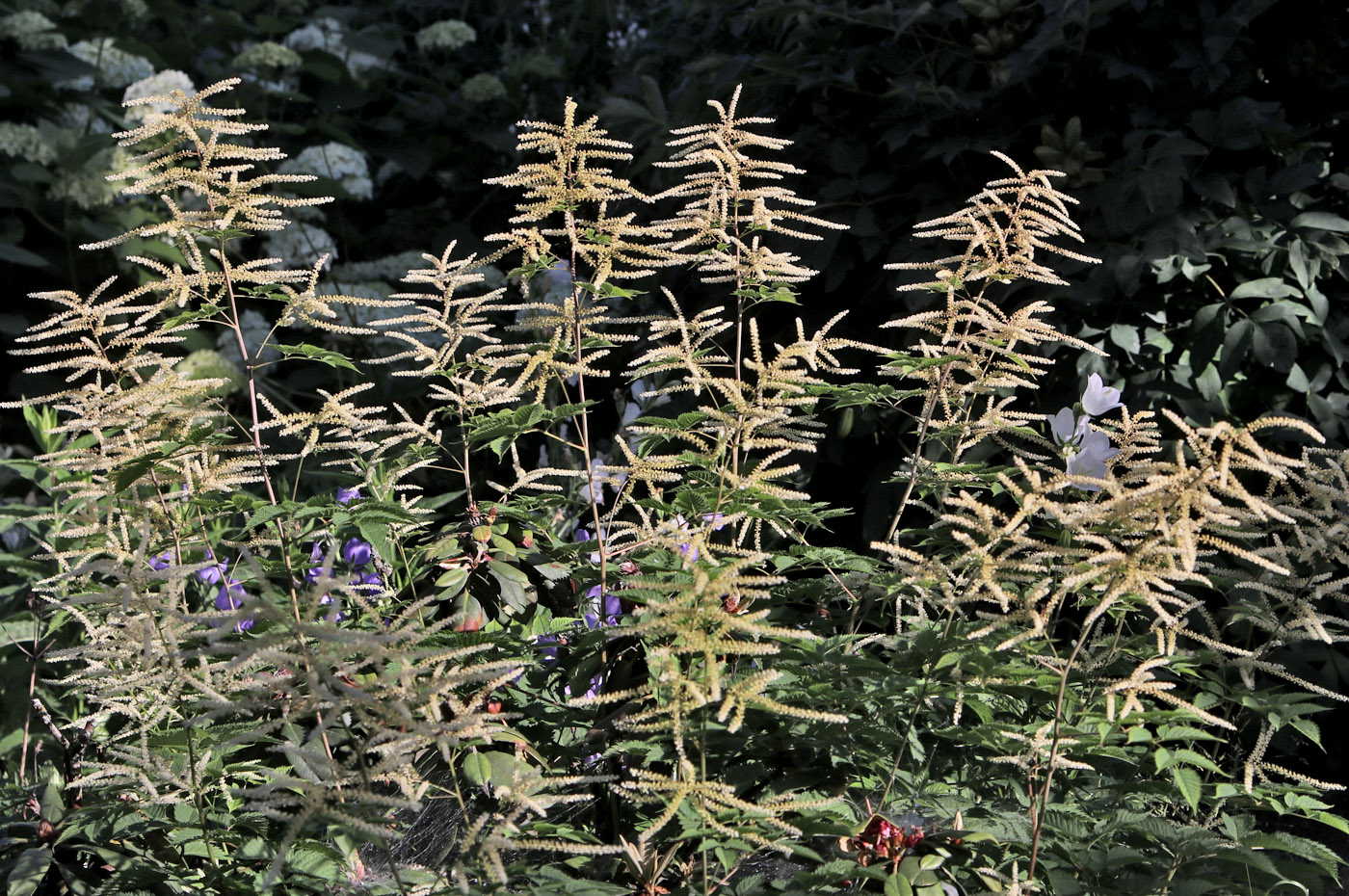 Image of Aruncus aethusifolius specimen.
