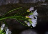 род Cardamine. Соцветие с цветками и завязью. Грузия, край Самцхе-Джавахети, Ахалцихский муниципалитет, 80 м от водопада Чанчкери, луг, берег ручейка. 10 июня 2026 г.