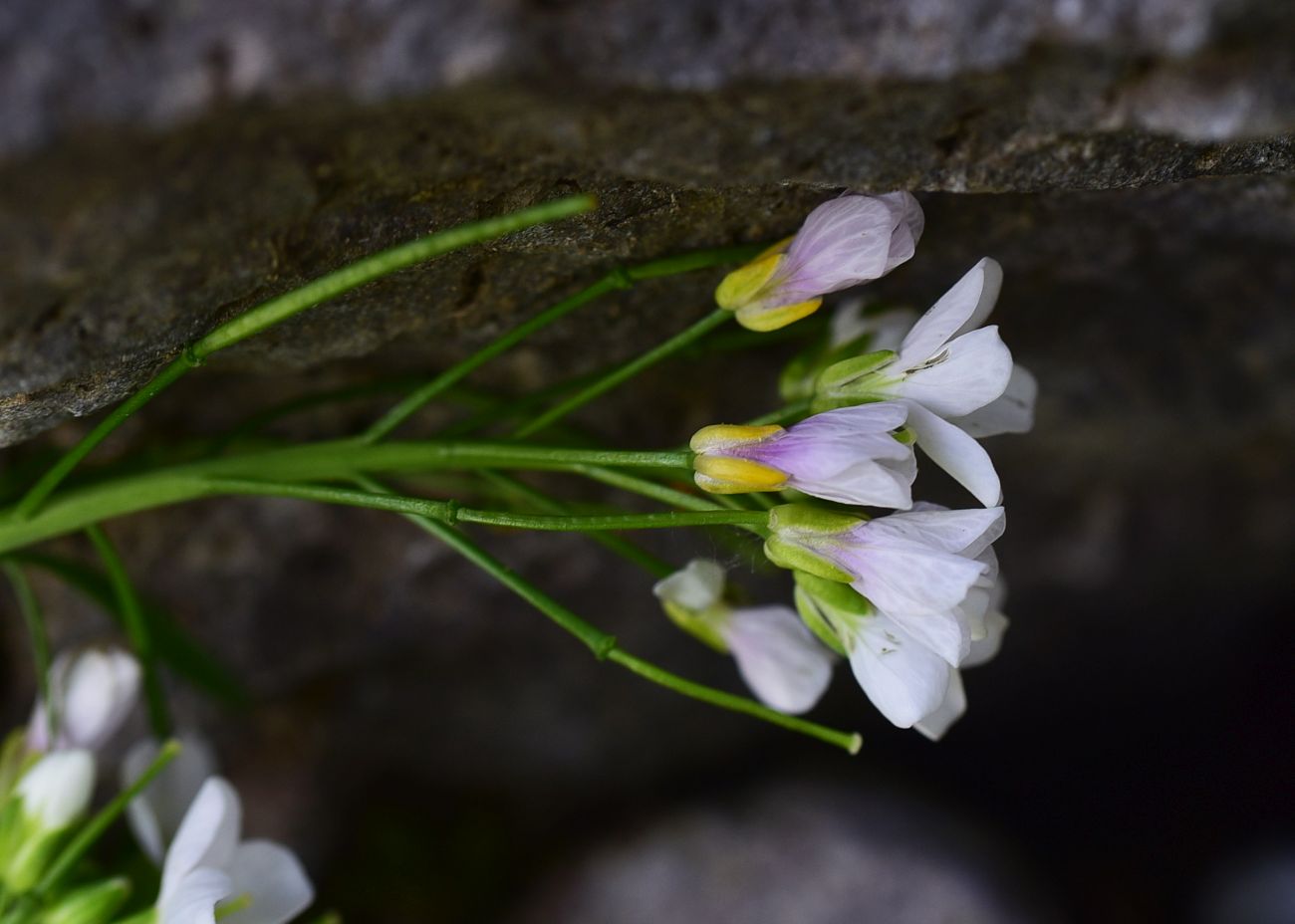 Изображение особи Cardamine uliginosa.